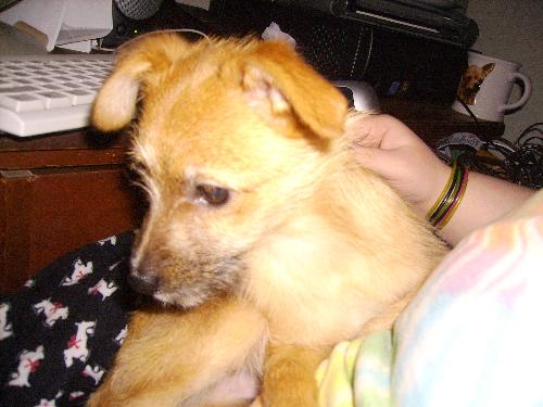 Charlie - our foster puppy