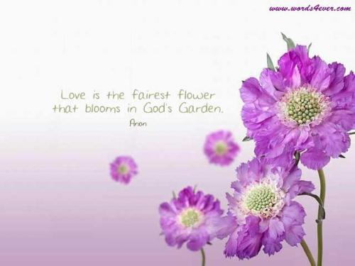 Flowers - Love is the fairest flower that Blooms in Gods Garden