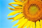 sunflower - sunny