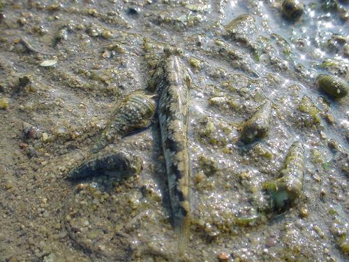 Mudskipper  - This photo was taken at the beach that near my home.  Mudskippers are members of the subfamily Oxudercinae, within the family Gobiidae (Gobies). While most marine fish that live in intertidal habitats survive the retreat of the tide by hiding under wet seaweed or by using tide pools, mudskippers are uniquely adapted to a completely amphibious lifestyle.