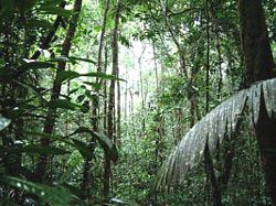 amazonian forest - AMAZONIAN FOREST now photoi..after?????