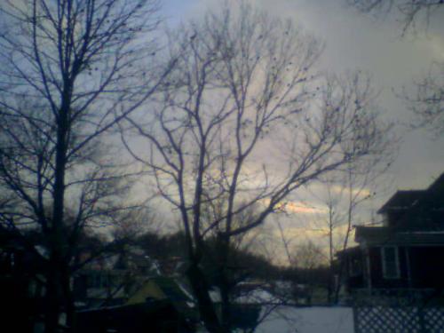 Hope for Spring - tree