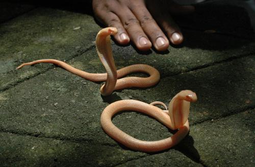 animals  - small but active