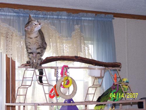 Cat and Bird - My Cat loves to hang out with my Blue Front Amazon and they are great Friends to.