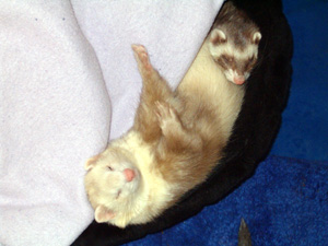 sleeping babies - Chinook and Charisse sleeping