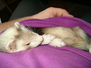 Tired Kinko - Sleeping in my shirt