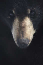 Black Bear - Often seen near my home town this early in the spring