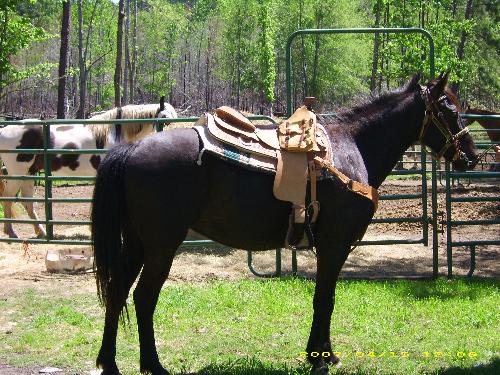 Lisa's Limosiune (AKA Baby) - This is my 4 year old Tennessee Walker Mare. She is a show prospect, and I intend to enter her in some of the Walking Horse shows when she gets a little older.