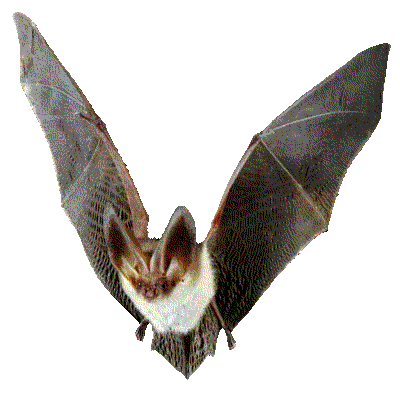 bat - flying bat