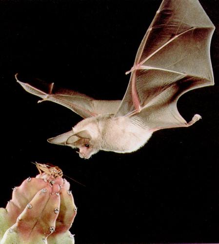 Bat - bat want to eat