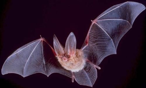 Bat - flying bat 1
