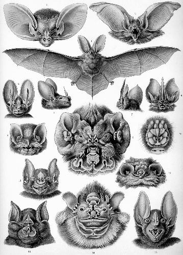 bat - kind's of more bat's