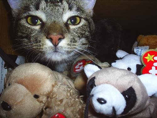 Kole my cat! - This is my cat Kole! He likes to sleep with my stuffed animals! Here is a picture of him and my stuffed animals!