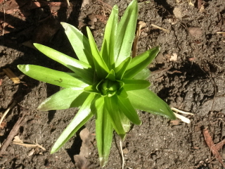 Asiatic Lily - Taken April 15th Sunday