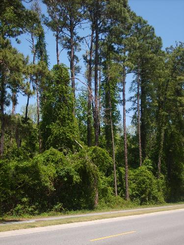 Trees in Georgia - Tall tree, that they eye can see. Far up to the heavens on branches angels sit, watching our ever move.