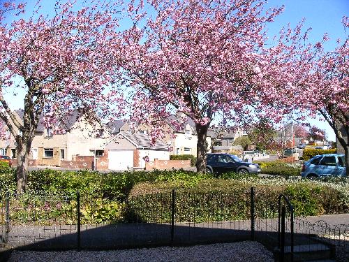 the Cherry blossom trees - this is the view from my parents front living room window , the cherry blossom trees are just so gorgeous , I just had to share this with you , the pale blue car to the extreme right is my car