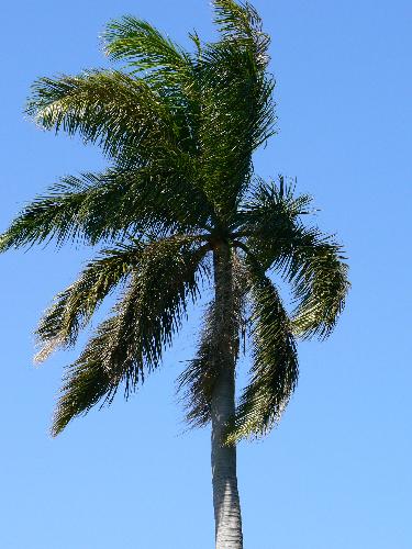 A Beautiful day with a blue sky in Florida - As you can see on the picture, the sky was so blue and perfect today. It was a great day to take pictures.