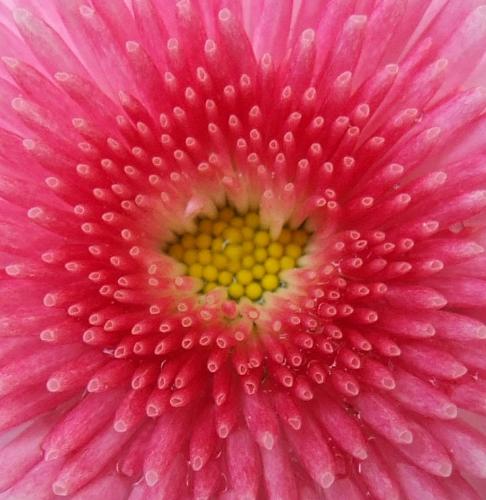 Pink Flower - Getting to the heart of the matter-- down inside the center of a flower in my yard... the full bloom is less than an inch in diameter.