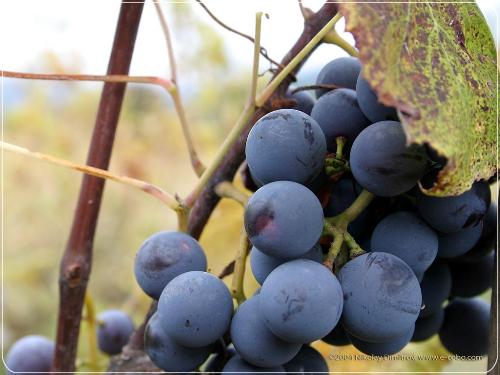 grape - black grapes which is sweeter and used mainly for juice purposes............