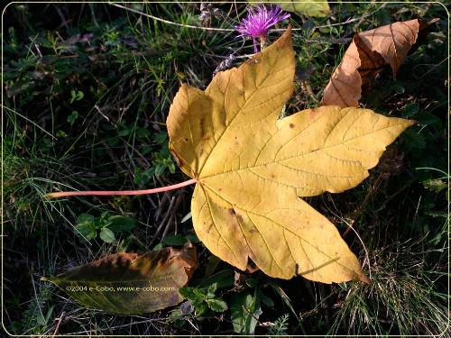 leaf - beautiful