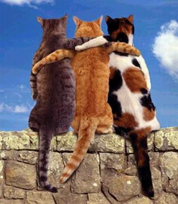 bestcats - see? cats get even get along.. why must there be alot of violence in the world?