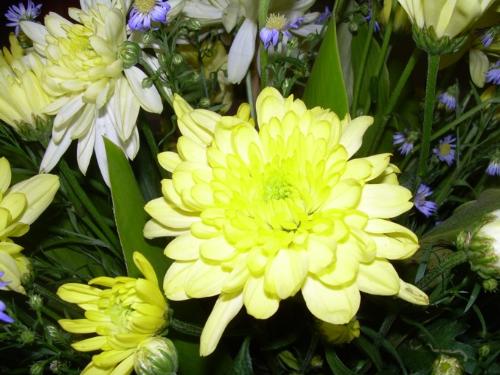 flowers - smell the flowers ;-)