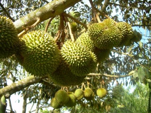 durians - all hail the king of fruits ya'll. taken at our fruit plantation