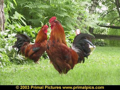 two roosters - In the Burger King Commercial two roosters similar to these are living in a miniature house with miniature furnishings and their home is overcrowded by french fries which are apparently the friends of the young rooster.