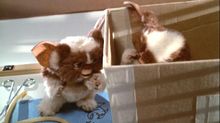 Gizmo - Gizmo photo..