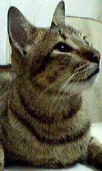 it's my cat - senti mode