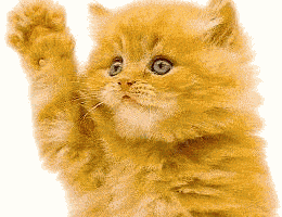 cat waves - how cute if a cat really waves like this