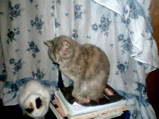 Sleepy Kitties - My cat Mitsie (left) snoozing, and my cat Skye (right) being a nerd and sleeping while sitting up. She never did fall over like she usually does when sleeping while sitting up.