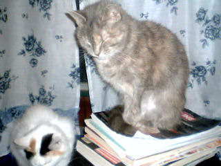 Sleepy Kitty - Close up shot of my cat Skye being a nerd and sleeping while sitting up. She's adorable when doing this, but I always fear that she will hurt herself.
