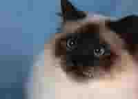 the inner me - this is who I am in the cat world