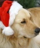 dog - pets, santa claus, dogs, animals, wild, puppy, christmas