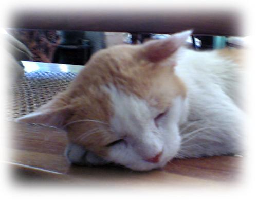 Siopao - Our beloved cat... May he Rest in Peace