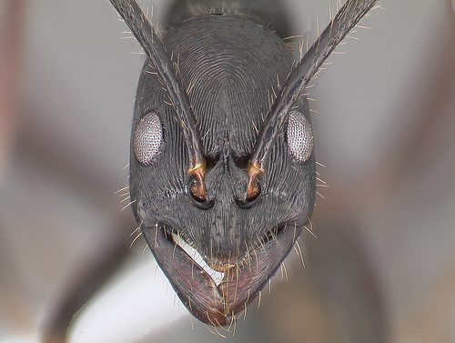 ant head - nasty looking magnified ant head