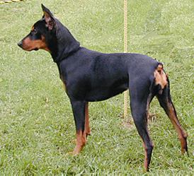 German Pinscher - A german working breed