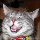 Laughing Kitty - Kitty laughing, smiling..