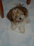 dog breeding - My dog