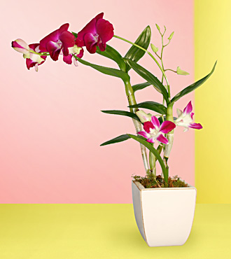 orchid - this is orchid.