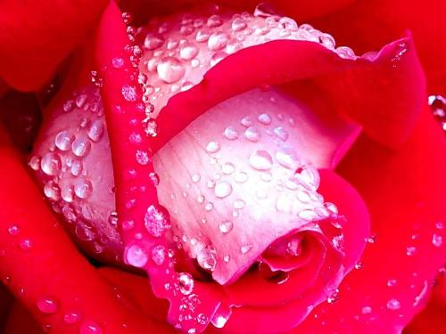Red Rose - this is red rose, sign of love