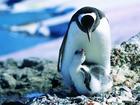 mother and her children - mother and her children. love between them
