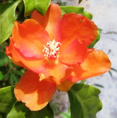 red bloom - I like this bloom. One gets to see it only after a heavy rain. It only blooms during day time. I tried to take a picture of it during the evening, but it is already half closed.
