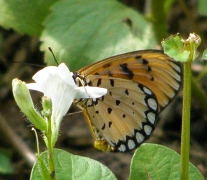 Flutter - This is a new flutter that I have found so engrossed with the white bloom that it didn't bother about my appearance. My camera was just about 10-20cm away from it.
