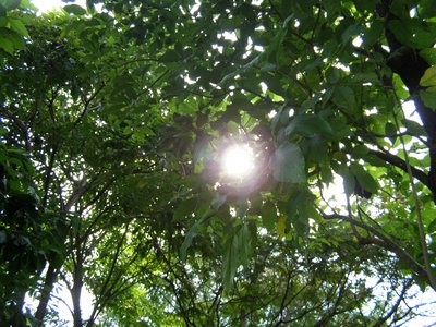 The sunshine - Since I can't direct my camera lens at the bright sun, I shot the sun this way. The leaves and branches helped much to shield the direct glare.