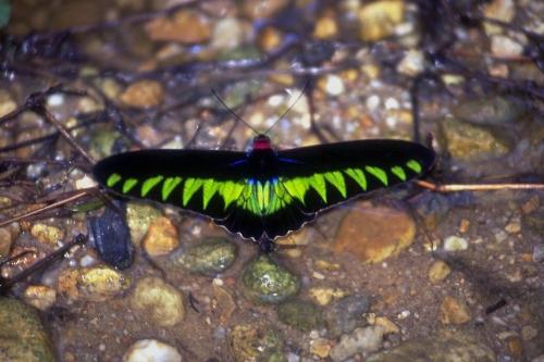 insect - This is a beauty, i like the lime green