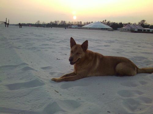 Seirra on the beach. - my dog, seirra on the beach in gulfport, mississippi