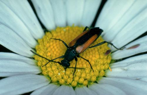 insect - i found it while walking back home