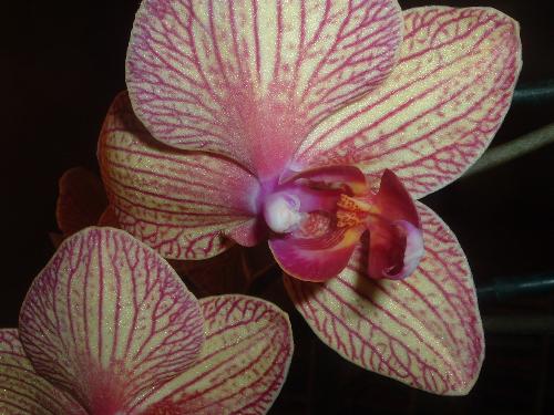 Orchid - My first flower pic! I'm learning how to use a new digital camera, and am working on the settings. Looks like I have a way to go!